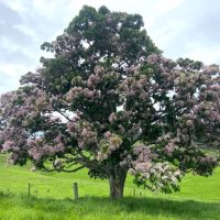 A tree with purple flowers in the middle of a green field. CALODENDRUM CAPENSE CAPE CHESTNUT TREE