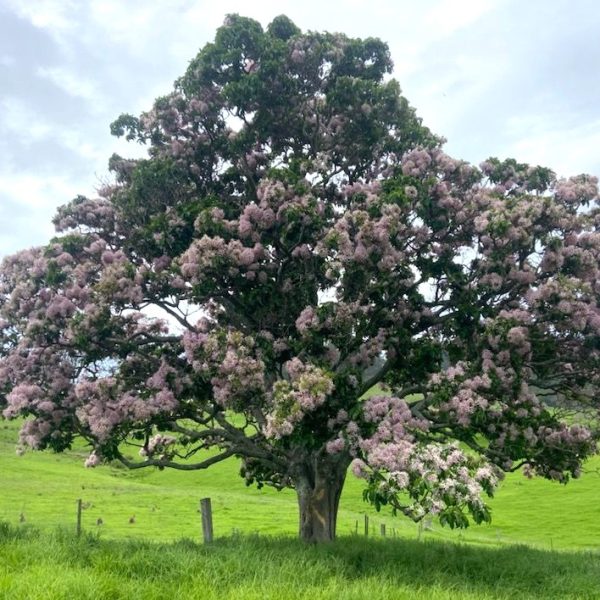 A tree with purple flowers in the middle of a green field. CALODENDRUM CAPENSE CAPE CHESTNUT TREE