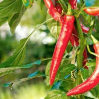 red chilli pepper inferno long red fruits growing on a bush capsicum annum chilli pepper