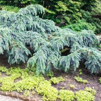 Cedrus deodara Feelin Blue. Blue weeping cedar advanced. Blue Conifer growing in forest garden