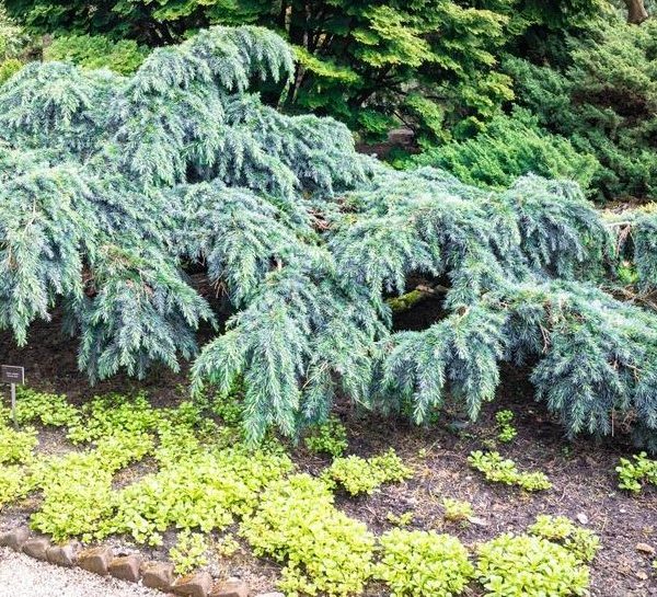 Cedrus deodara Feelin Blue. Blue weeping cedar advanced. Blue Conifer growing in forest garden