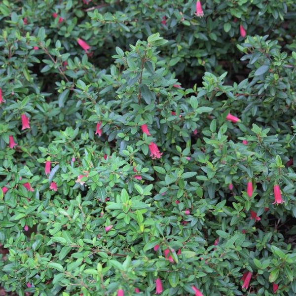 Correa reflexa pulchella 'Dusky Bells' Native Fuchsia on a green native australian shrub with pink trumpet shaped small flowers