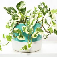 Epipremnum aureum Snow Queen Devils Ivy Variegated Pothos in a decorative pot climbing