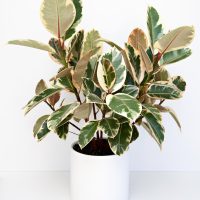 Ficus elastica Tineke Rubber Plant in decorative white plant as a feature indoors. Variegated foliage of green, cream and pale pink