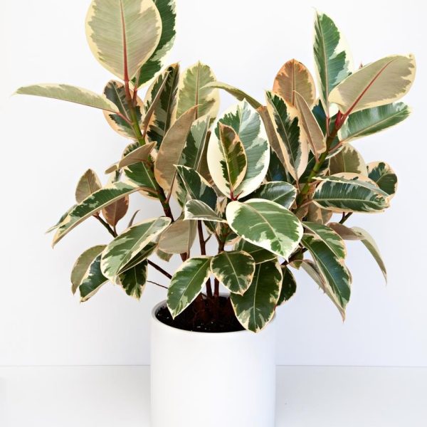 Ficus elastica Tineke Rubber Plant in decorative white plant as a feature indoors. Variegated foliage of green, cream and pale pink