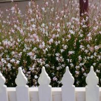Gaura 'Variegated Pink' butterfly bush with white fence flowering
