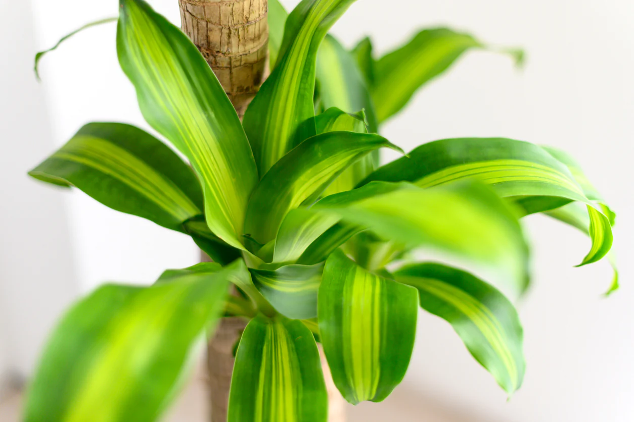 Happy Plant, indoor plant