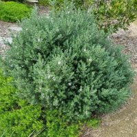 westringia mauve skies coastal rosemary australian native shrub with mauve purple flowers