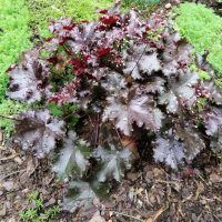 Heuchera 'Black Forest Cake' Coral Bells