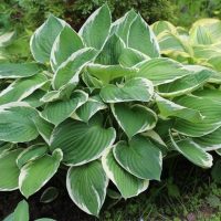hosta hybrid Dew Drop beautiful foliage shade plant with heart shaped emerald green - blue coloured leaves with crea variegated edges and pink flowers