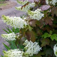 A bush with white Hydrangea quercifolia 'Prinsnow' flowers.