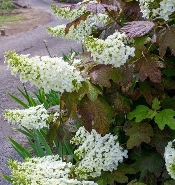 A bush with white Hydrangea quercifolia 'Prinsnow' flowers.
