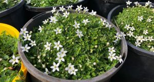 White Pratia groundcover