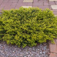 Juniperus horizontalis Mother Lode Conifer golden spreading groundcover conifer
