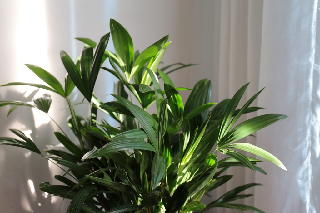 Potted plant, Lady Palm, Indoor Plant
