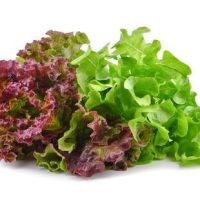 4-inch Pot of Lettuce 'Caesar Salad Mix' on a white background.