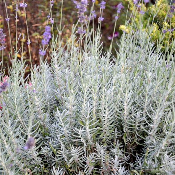 lavandula hybrid Silverado Lavender Silver Grey foliage and purple flowers