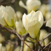 A Magnolia 'Yellow Lantern' 10" Pot flower is blooming on a tree.