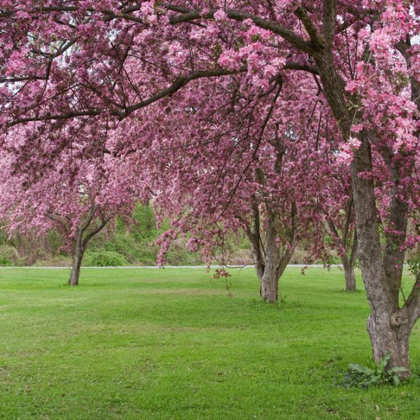 crab apple tree advanced with grass purple pink flowers Malus-domestica-Shotizam-Show-Time-Crab-Apple-Tree