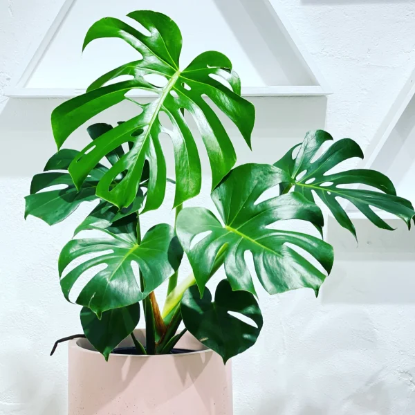 A monstera plant in a vibrant pink pot on a sleek white table.