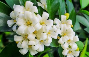 White flowers on a plant with green leaves.
