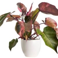 philodendron pink princess planted in a white pot with green and pink shaded leaves, indoor plant