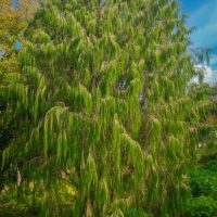A large green tree in a garden. Pinus patula Mexican Weeping Pine tree evergreen lush green tree