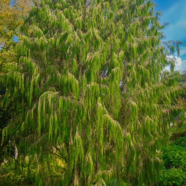A large green tree in a garden. Pinus patula Mexican Weeping Pine tree evergreen lush green tree