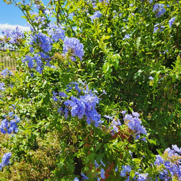 A bush with blue flowers and a blue sky. Plumbago auriculata 'Cape Plumbago'
