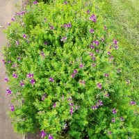 Polygala myrtifolia oppositifolia Little Bibi Dwarf Sweet Pea Shrub green ball like foliage with purple flowers in the garden