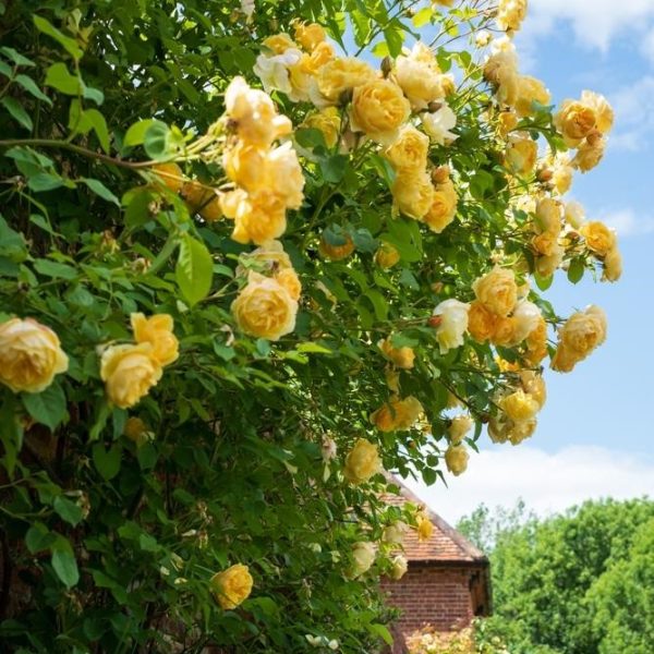 A yellow rose bush in front of a brick house. golden gate bright yellow blooms climbing ros