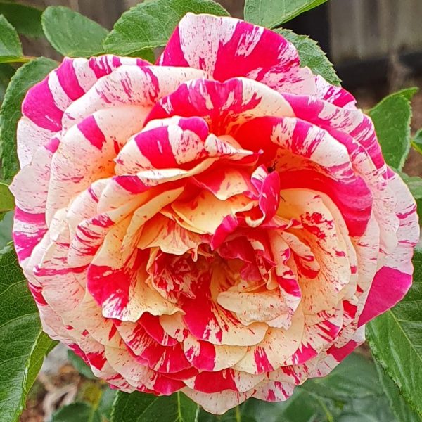 rosa floribunda it's magic! multicoloured blooms of red, hot pink and white with yellow centres