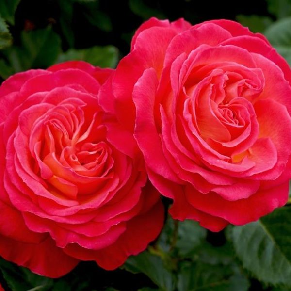 Rosa hybrid tea Volcano Roses two growing in a garden cherry red changing to deep pink