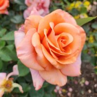 rosa hybrid tea Warm Wishes rose soft orange-apricot-pale pink coloured blooms