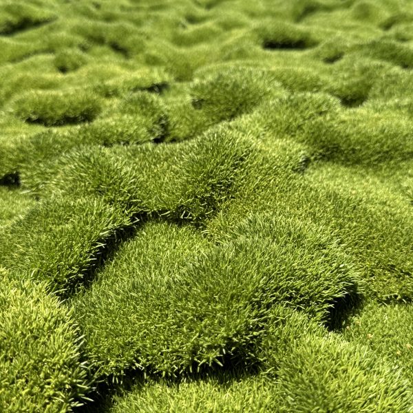 Close-up of a lush, undulating green moss landscape intertwined with delicate Plumbago 'White' flowers from a 6" pot, creating a textured and vibrant natural scene.