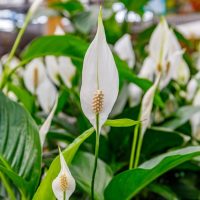 Spathiphyllum 'Sweet Pablo' white flowers