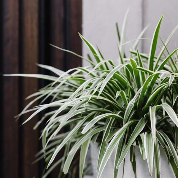 A colorful plant in a white pot adds a vibrant touch to the wooden door.