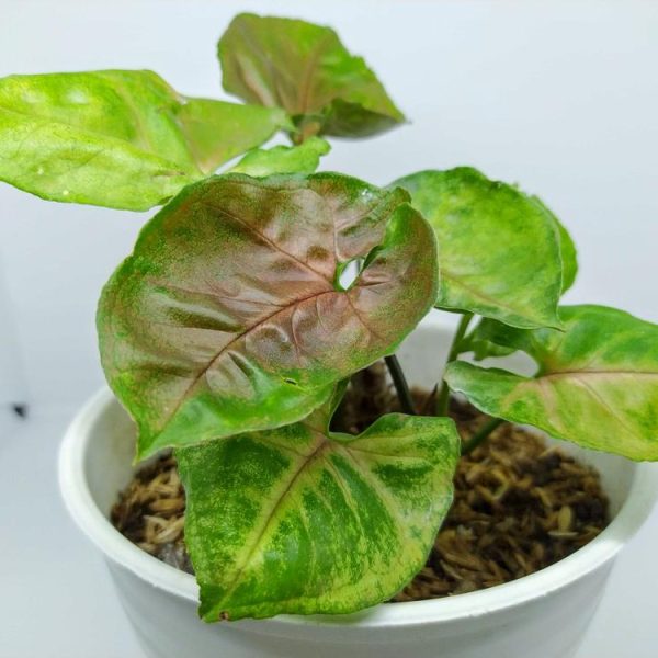 Arrowhead plant Maria Syngonium podophylum in a white decorative feature pot with green and pink leaves