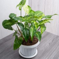 syngonium robusta arrow head plant in a decorative white feature plant pot indoor plant with green leaves
