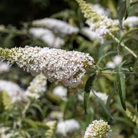A close-up of Buddleja 'Leah® Winter' flower clusters and green leaves, with more clusters blurred in the background, ideal for growing in a 6" pot.