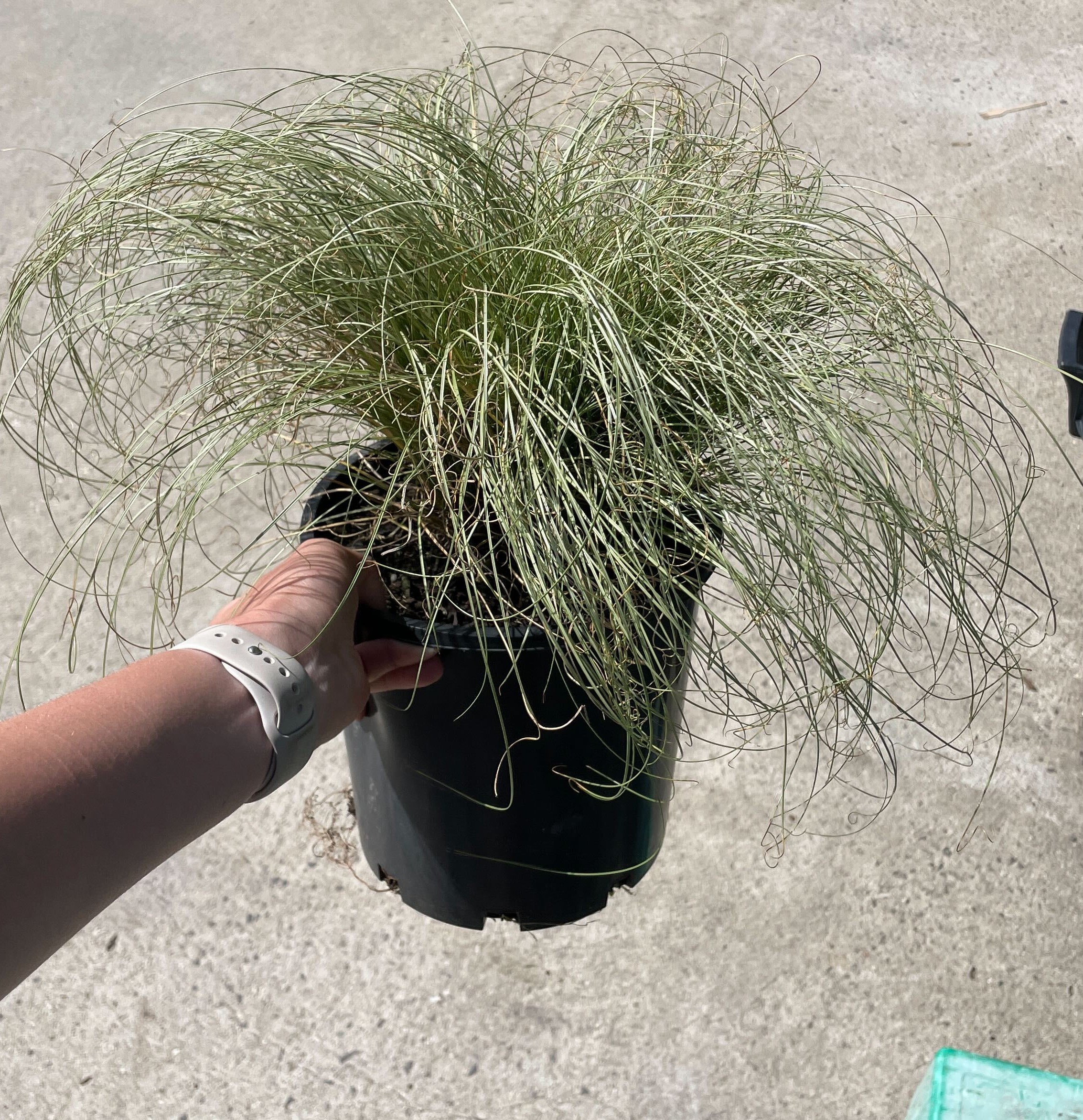 Carex 'Frosted Curls' 8" Pot - Image 4