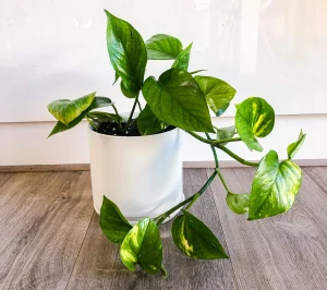 devils ivy indoor climbing plant