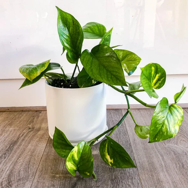 A vibrant summer plant in a white pot on a wooden floor.