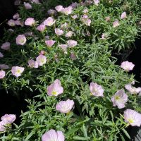 Oenothera 'Pink' Evening Primrose in a 6" pot features clusters of light pink blooms with yellow centres and green foliage, thriving outdoors in sunlight.