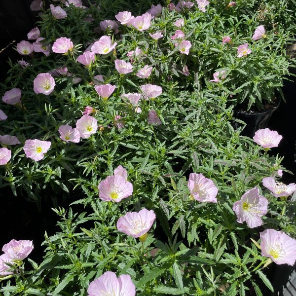 Oenothera 'Pink' Evening Primrose in a 6" pot features clusters of light pink blooms with yellow centres and green foliage, thriving outdoors in sunlight.