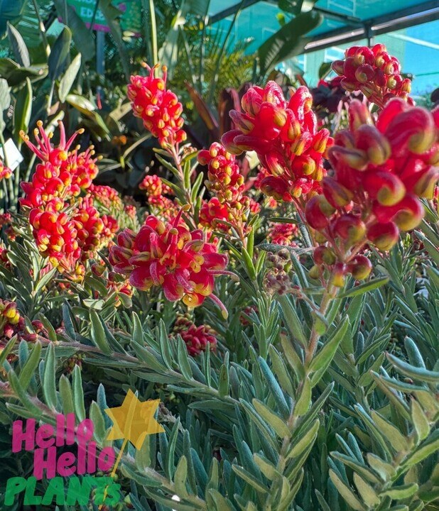 Grevillea 'Fireworks™' - Image 3