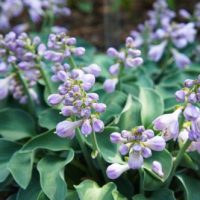 A group of purple flowers in a garden. Hosta grandiflora hybrid Blue Mouse Ears flowering mauve pink flowers