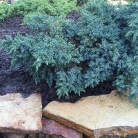 Juniperus sabina 'Savin Juniper' is an evergreen shrub with dense, blue-green foliage, elegantly draping over large flat stones on dark soil. Available in 6" pots, bulk buy of 12.