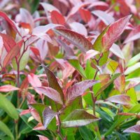 A close up of a Leucothoe 'Little Flames®' 8" Pot plant with red and green leaves.