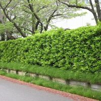 Viburnum 'Dense Fence™'